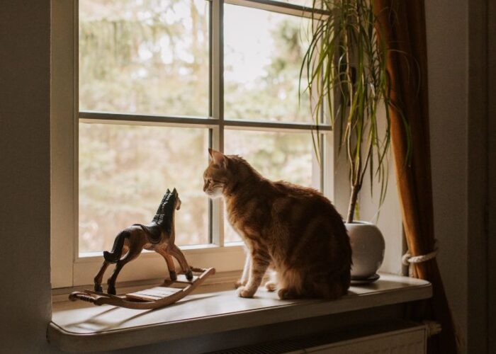 Estudo revela os espaços mais usados por gatos em apartamentos