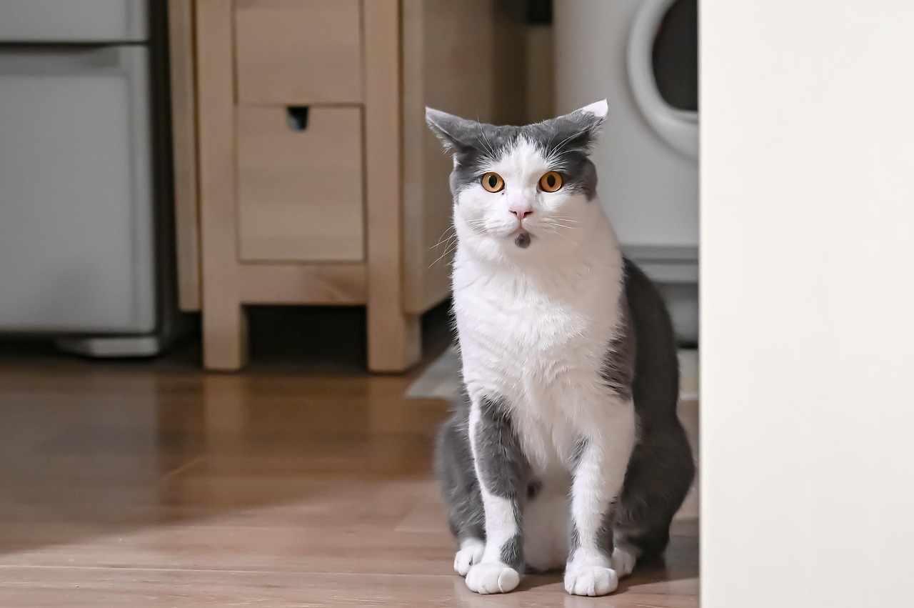 gatos não podem comer